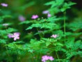 /album/fotogaleria/forest-flowers-jpg/
